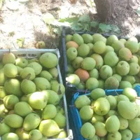 گلابی شیرین آبدار