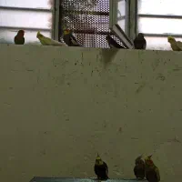 عروس هلندی