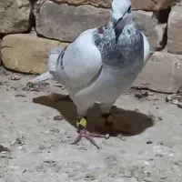 ۲عدد کبوتر|پرنده|قزوین, |دیوار