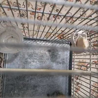 قفس غلامی جادونی و جاماسه برنجی خرجینی|لوازم جانبی حیوانات|قرچک, زیبا شهر|دیوار