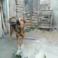 واگزاری پژدر ماده