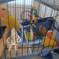 معاوضه سه تا طوطی برزیلی با جوجه گرینچیک یا ملنگو