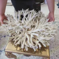 مرجان شاخ گوزنی