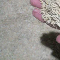 برنج درجه یک