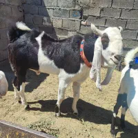 نربز اصیل درشت و قواره دار فروشی|حیوانات مزرعه|نصر آباد, |دیوار