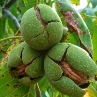 خرید وفروش گردو و اجاره باغ