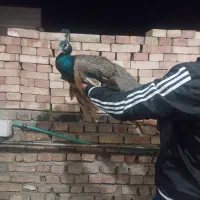 طاووس نر