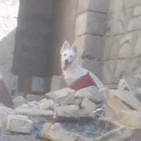 نر و ماده رودان هستش|سگ|بندرعباس, |دیوار