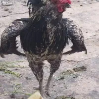 باسلام خدمت دوستان عزیز