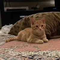 واگذاری رایگان گربه بریتیش میکس|گربه|اردبیل, |دیوار