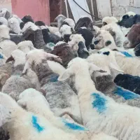 دام فروشی میش آبستن وقوچ فروشی
