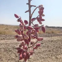 فروش یک هکتارپسته اکبری