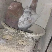 کبوتر یه جفت سینه کار درست  به شرط