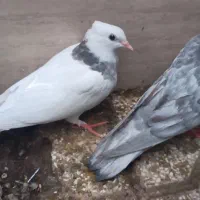 کبوتر ، کفتر
