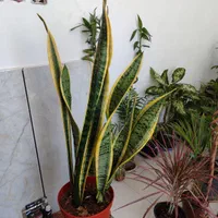 انواع گلهای طبیعی،گلخانه ای واپارتمانی|خدمات باغبانی و درختکاری|داراب, |دیوار