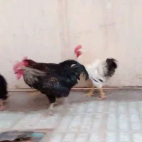 خروس محلی (ولایتی)برای خون کردن