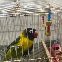 ۱۰۰