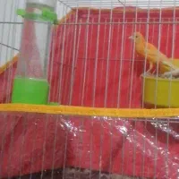 قناری پرتقالی مست