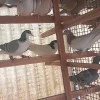 کبوتر رنگی|پرنده|تهران, آهنگ|دیوار