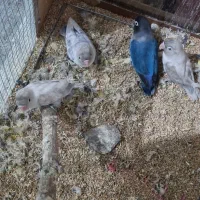 کوتوله|پرنده|سبزوار, شرق کال شمالی|دیوار