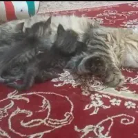 واگذاری گربه