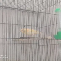 تعدادی قناری فروشی