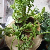 گلدون طبیعی فروشی