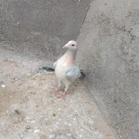 کبوتر کفتر|پرنده|تایباد, |دیوار