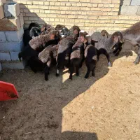 فروش گوسفند|حیوانات مزرعه|میاندوآب, |دیوار