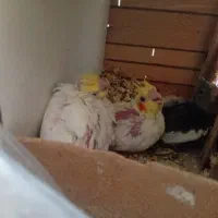 سلام یک جفت عروس هلندی با۳ عدد جوجه|پرنده|قدس, شهر‌قدس|دیوار