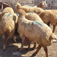 قصابی و دامداری عبدی|حیوانات مزرعه|اردبیل, |دیوار