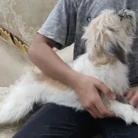 سگ اپارتمانی|سگ|قم, زنبیل آباد|دیوار