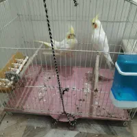 عروس هلندی جفت