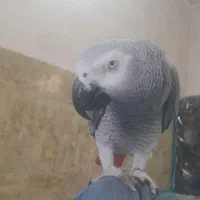 کاسکو سخنگو نره دم قرمزه