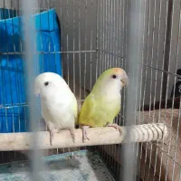 طوطی برزیلی