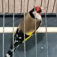 سهره وحش نرگل بلند