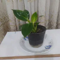 گل های آپارتمانی