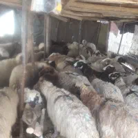 میش شیشک گوسفند بز و تی بز کشتاری|حیوانات مزرعه|خرم‌آباد, |دیوار