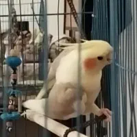 گمشده عروس هلندی|حیوانات|پاکدشت, پاکدشت (مامازند)|دیوار