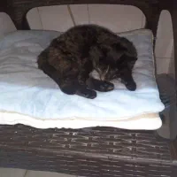 واگذاری گربه