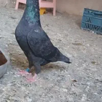 کبوتر رنگه زاغ وساده وسار وزرد‌