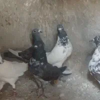 کبوتر|پرنده|کوهدشت, |دیوار