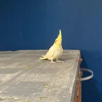 جوجه عروس لوتینو و طوسی|پرنده|قزوین, |دیوار