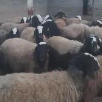 میش اصیل شال|حیوانات مزرعه|اسفرورین, |دیوار