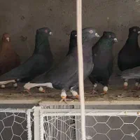 ۲۸ تا دمسفید آس|پرنده|مه ولات, |دیوار