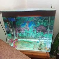 اکواریوم گوشت خوار