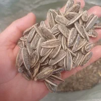 تخمه تازه