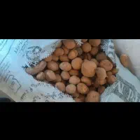 سیب دامی