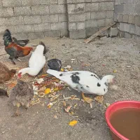 اردک اسرائیلی. مرغ و خروس|حیوانات مزرعه|بندر انزلی, بشمن|دیوار