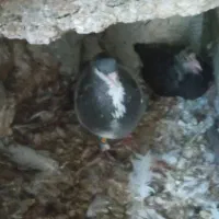 نر بدرنگ. بدون تودست ودم